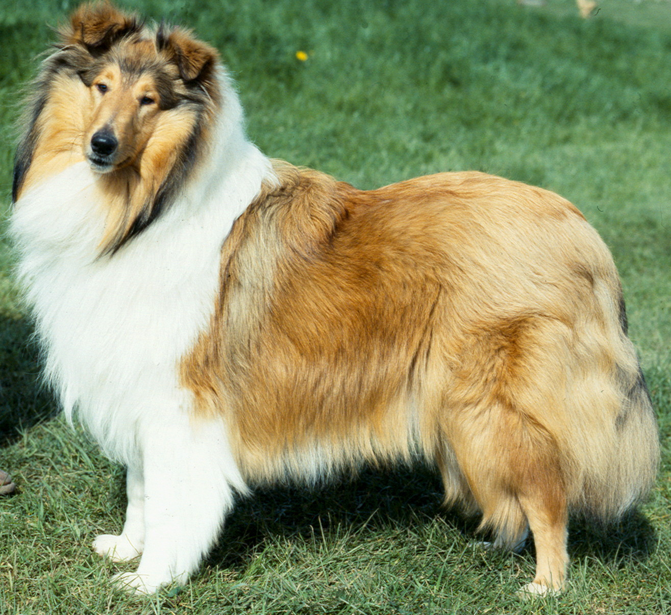 Kennel Club say Rough Collie dog breed at risk of extinction